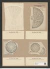 Arachnodiscus sp. (de-Toni-Nr.: Genus 204) Zeichnungen Sammlung Grunow Nr. 9004 (NHMW-BOT-W0378710)